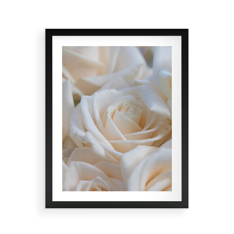 Plakat w ramie 40x50 - Białe róże piękności - białe, róże - rama czarna