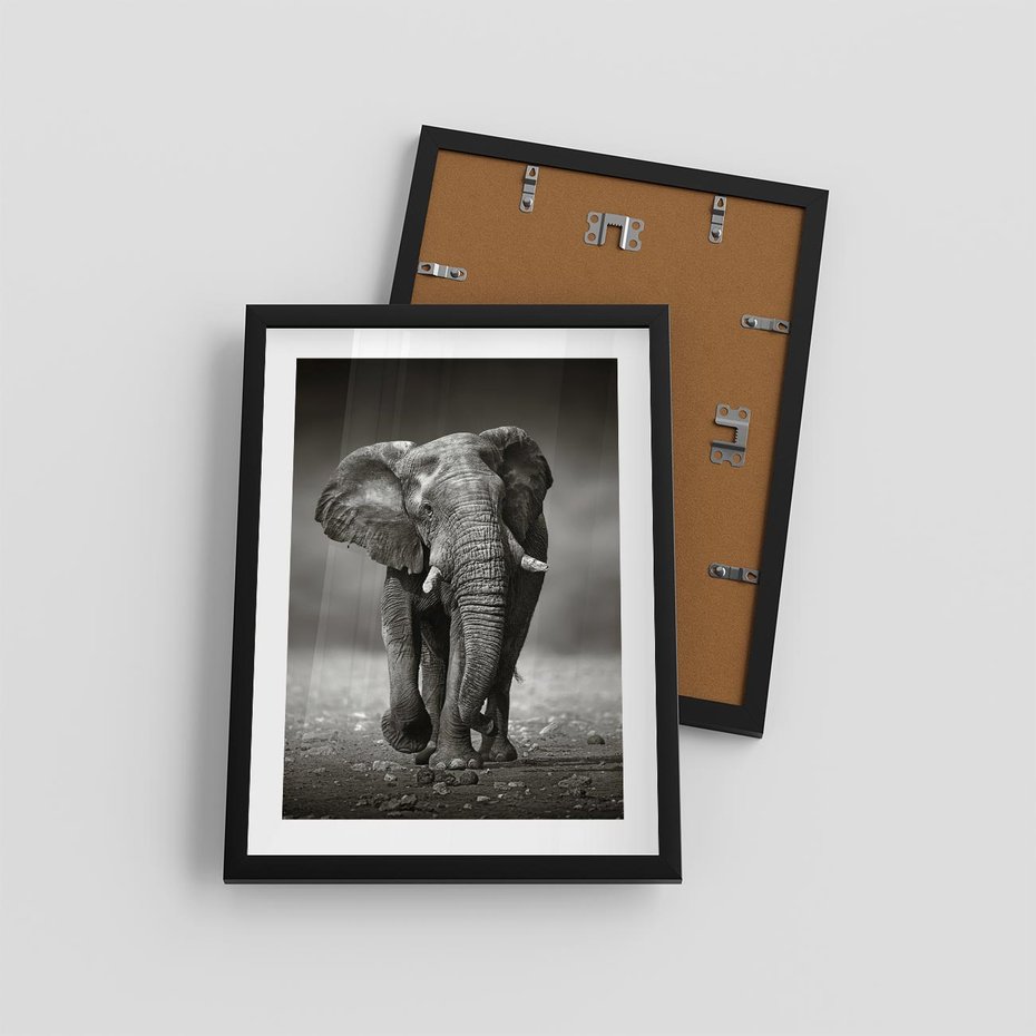 Plakat w ramie 30x40 - Majestatyczny słoń Afryki - słoń, Afryka - rama czarna