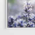 Obraz w ramie 50x50 - Delikatna Uroda Natury - wrzosy, fiolet - rama biała