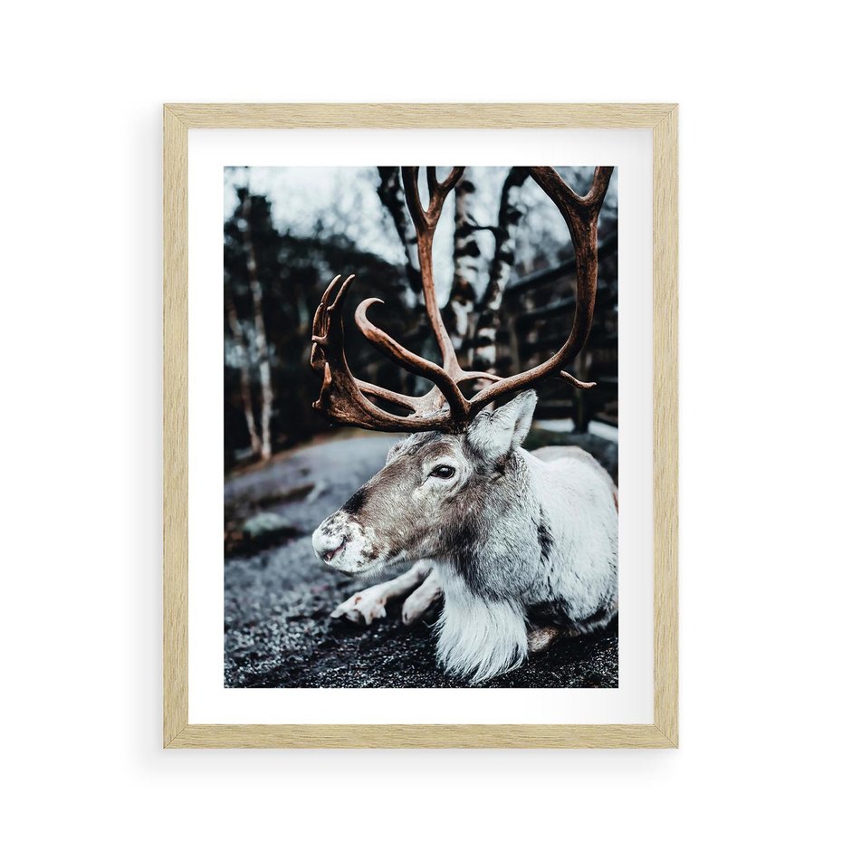 Plakat w ramie 40x50 - W Zimowej Krainie - renifer, zima - rama drewno