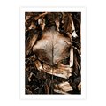 Plakat bez ramy 21x30 - Samotny Liść - liść, brąz