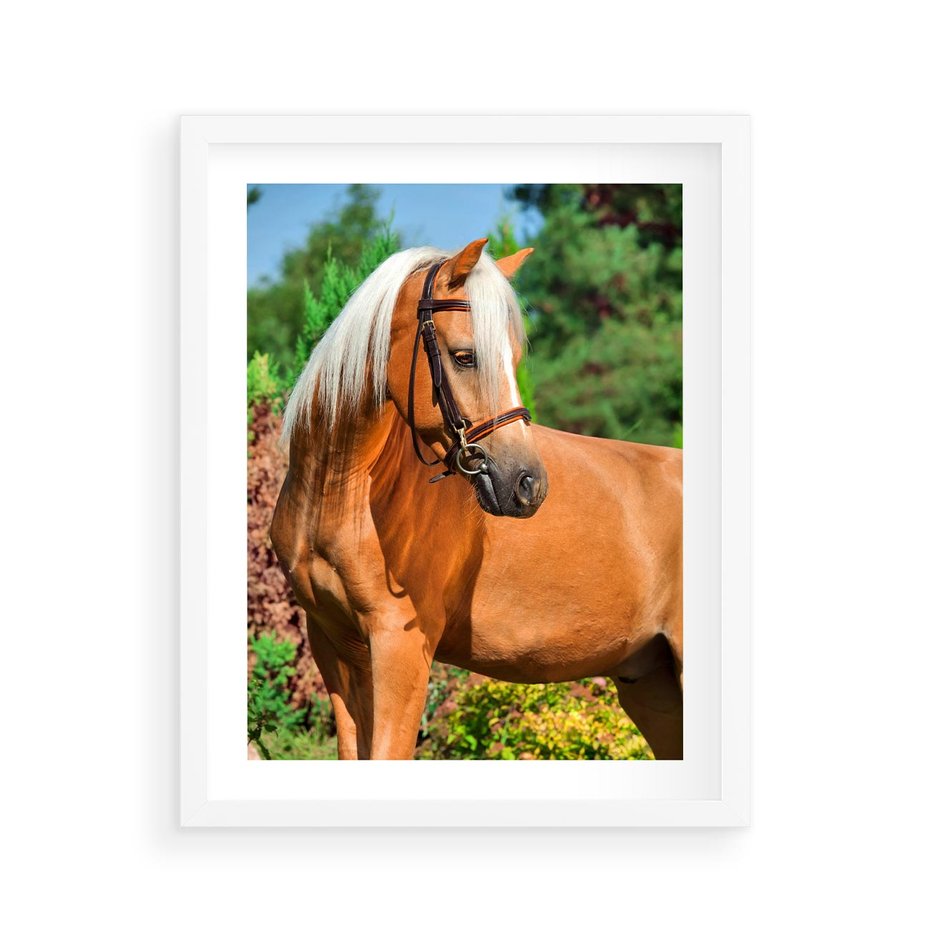 Plakat w ramie 40x50 - Elegancki wierzchowiec - koń, portret - rama biała