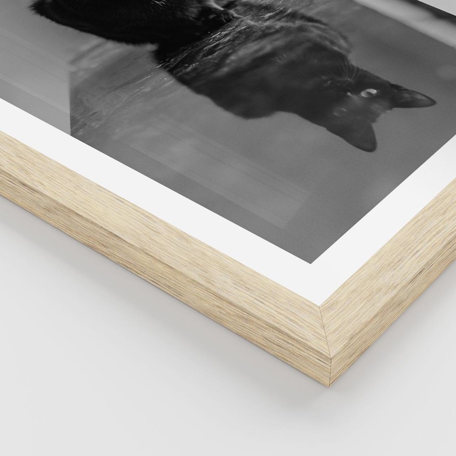 Plakat w ramie 40x50 - Kocie Oczy - kot, czarno białe zdjęcie - rama drewno