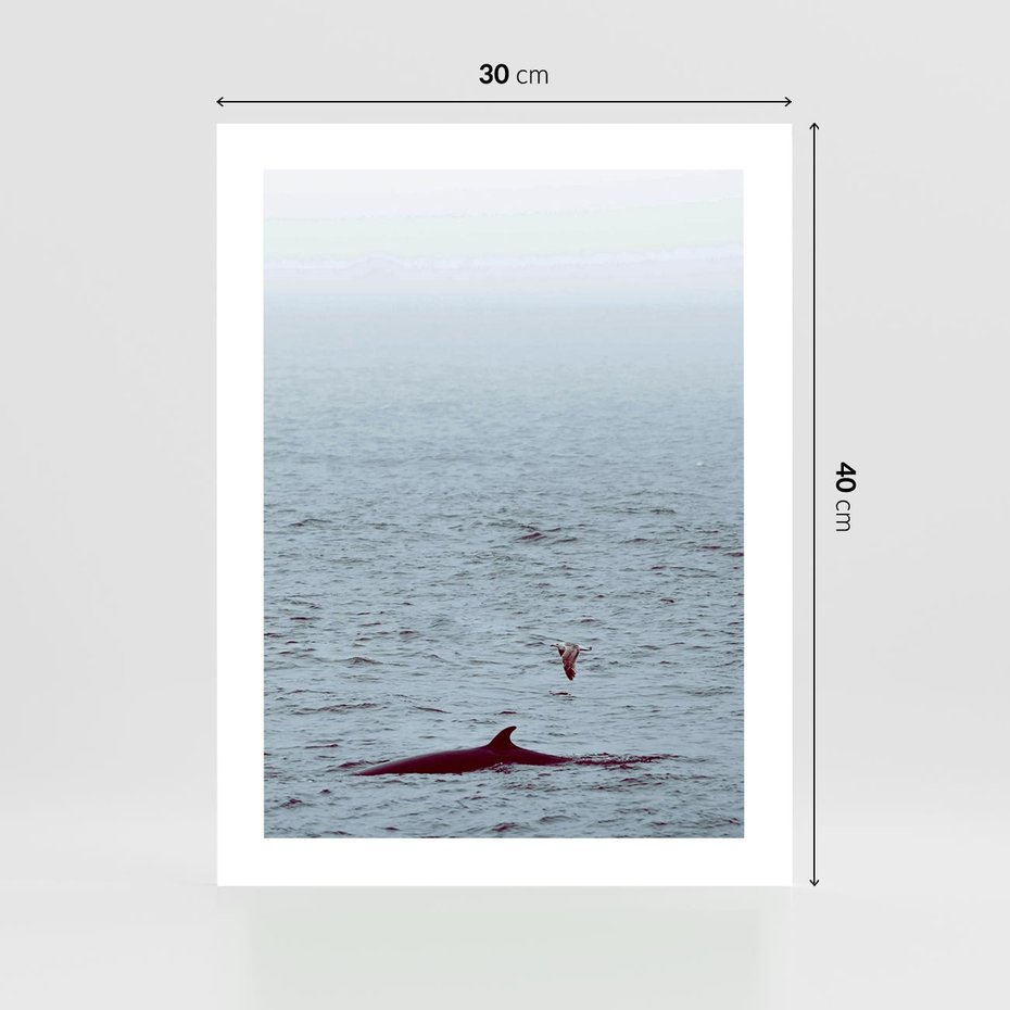 Plakat bez ramy 30x40 - Spotkanie z Orką - morze, ocean
