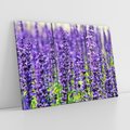 Obraz na płótnie 120x80 - Lawendowa Mgła - lawenda, kwiat