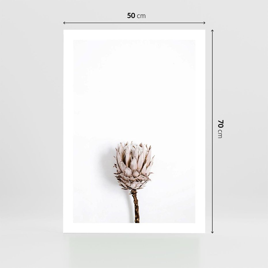 Plakat bez ramy 50x70 - Suszona Roślina na Białym Tle - minimalizm, suszona roślina