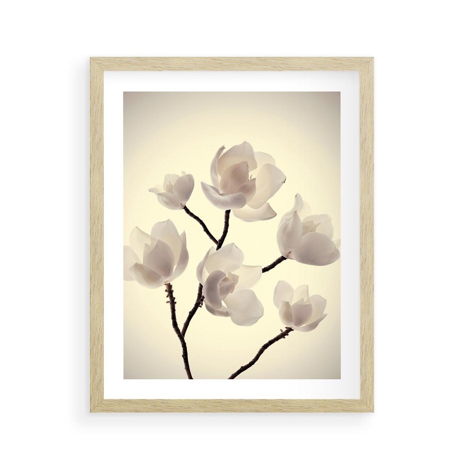 Plakat w ramie 40x50 - Elegancja Natury - magnolia, białe - rama drewno