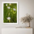 Plakat w ramie 30x40 - Kolorowa łąka - stokrotki, łąka - rama biała