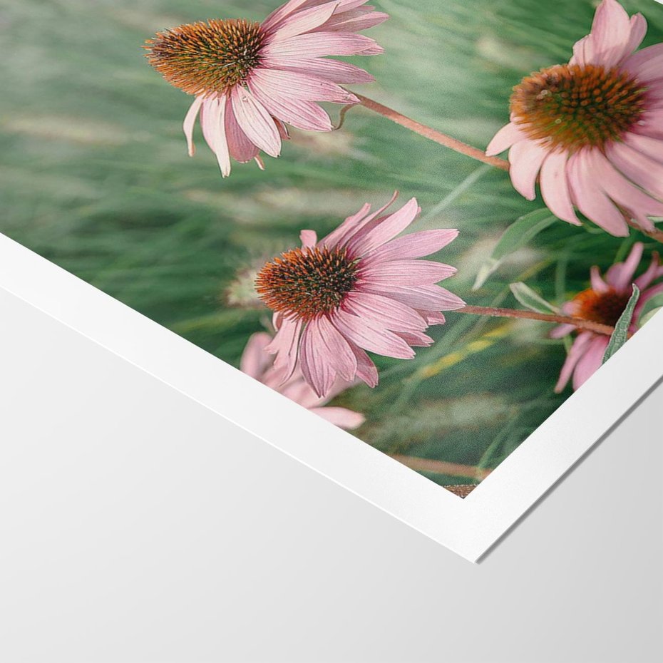 Plakat bez ramy 21x30 - Natura w Pełnym Blasku - kwiaty na łące, różowe kwiaty polne