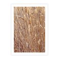 Plakat bez ramy 30x40 - Mistrzowskie suche trawy - suche, trawy