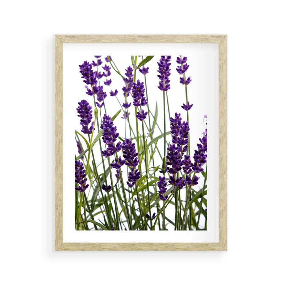 Plakat w ramie 40x50 - Fioletowa harmonia lawendy - lawenda, fiolet - rama drewno