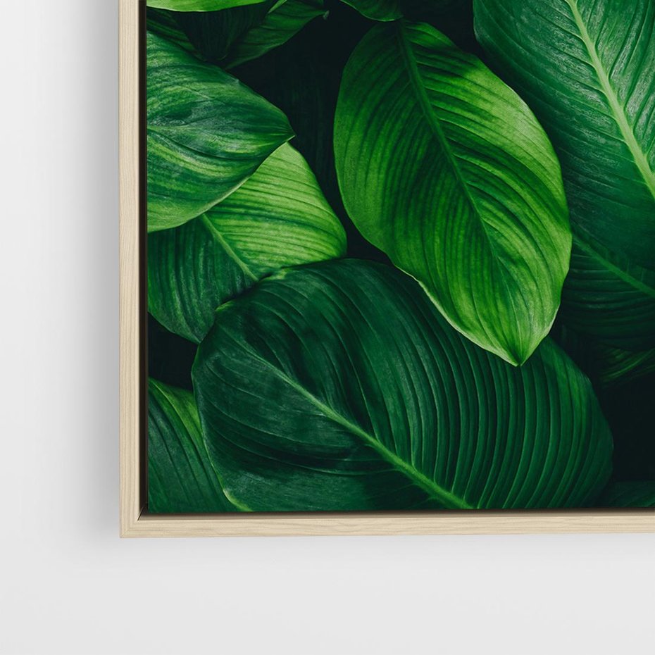 Obraz w ramie 50x50 - Palma Liście Kwiat - palma, liście - rama drewno