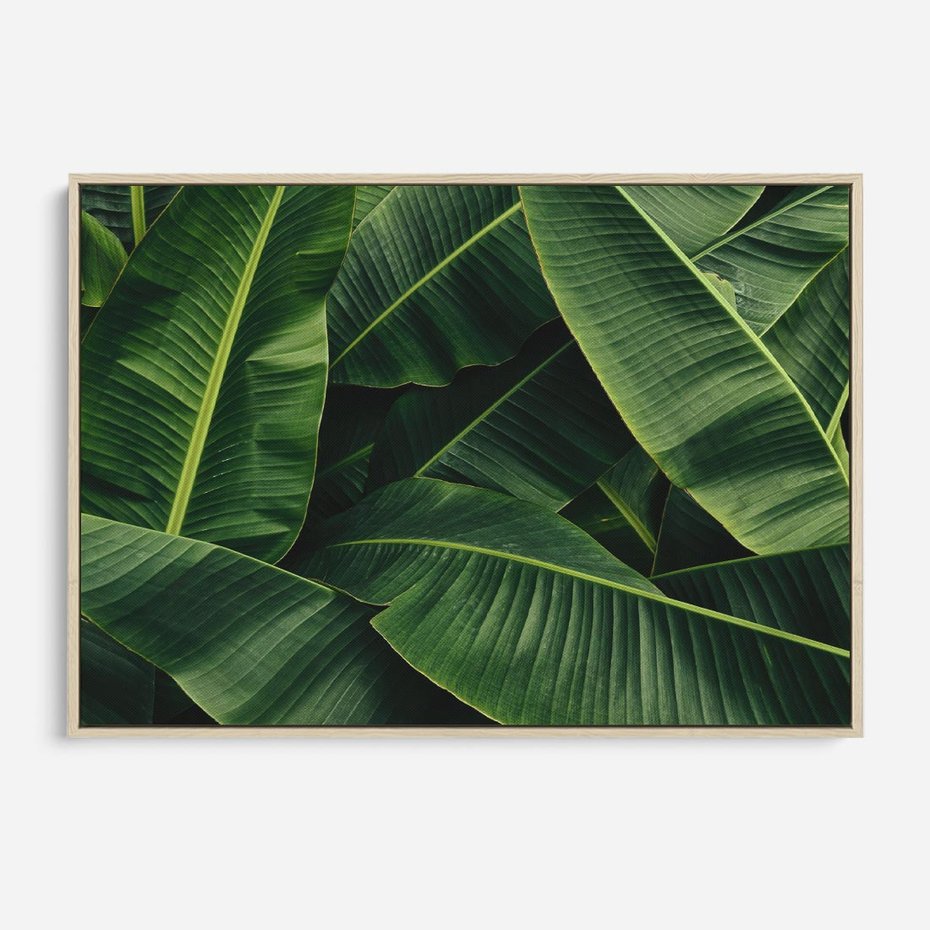 Obraz w ramie 100x70 - Zaklęta roślinna ekspresja - liście bananowca, gęsto ułożone - rama drewno
