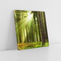 Obraz na płótnie 40x40 - Spokój wśród drzew: las w odcieniach zieleni - las, drzewa