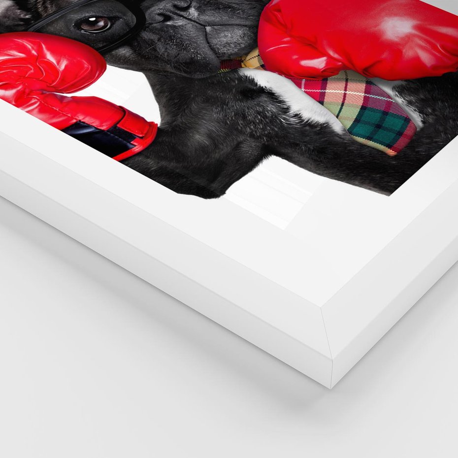 Plakat w ramie 30x40 - Boksujący mops - pies - boks, mops - rama biała