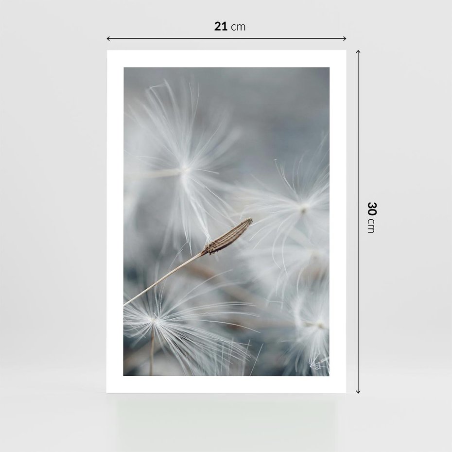 Plakat bez ramy 21x30 - Piękno w Delikatności - dmuchawiec, makro zdjęcie