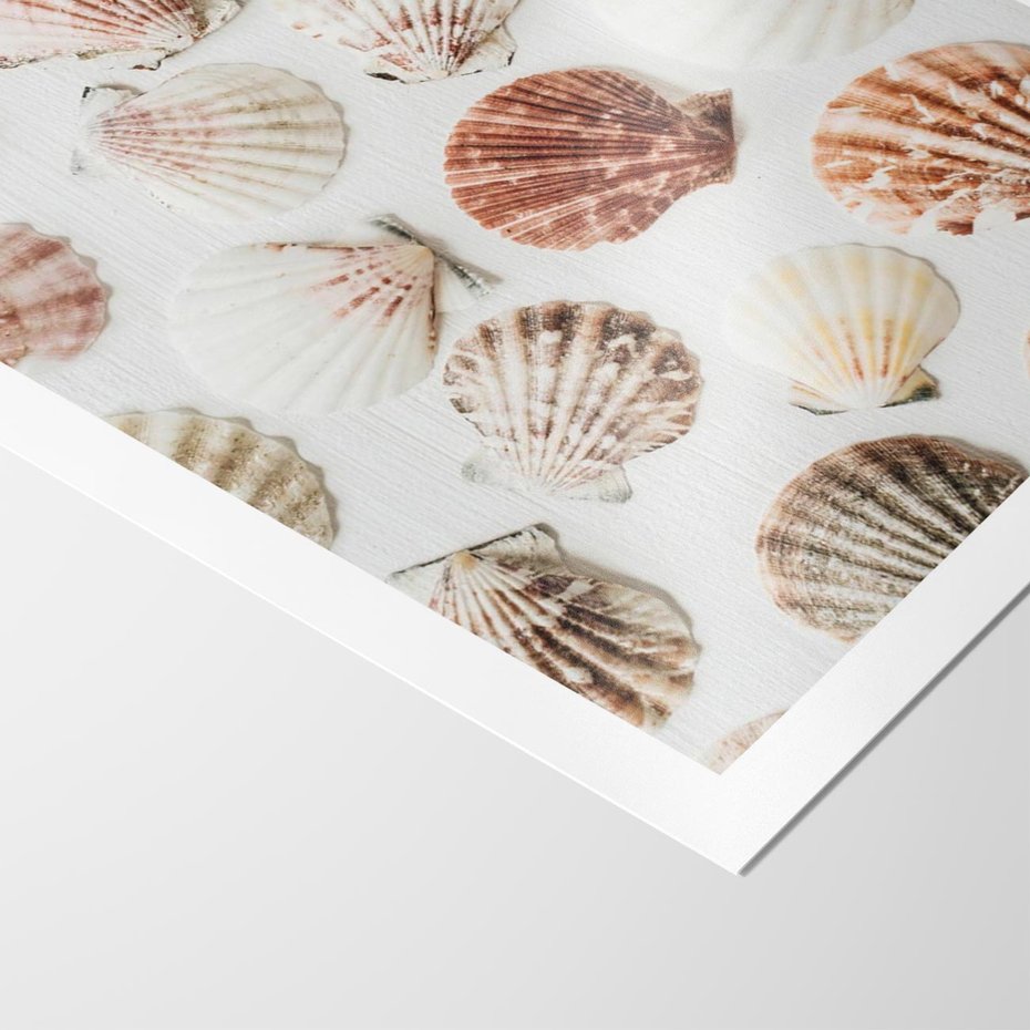 Plakat bez ramy 30x40 - Morska Delikatność: Muszelki na Białym Tle - kompozycja, morskie muszelki na białym tle