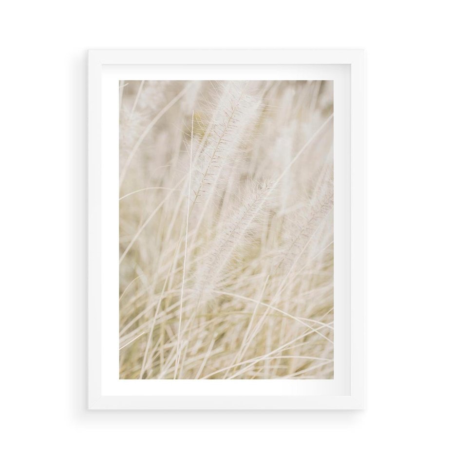 Plakat w ramie 50x70 - Białe Trawy Pampas - suche trawy, białe trawy - rama biała