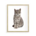 Plakat w ramie 40x50 - Kocie uroki na płótnie - kot, kotek - rama drewno