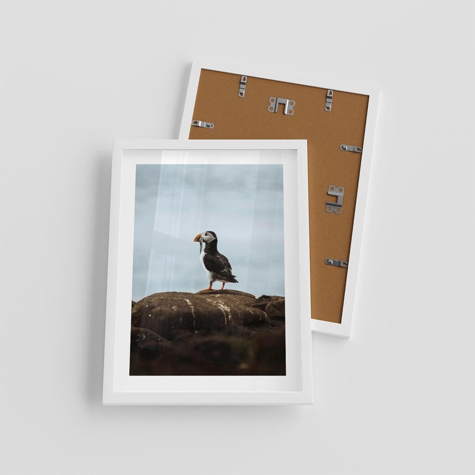 Plakat w ramie 30x40 - Portret Ptaka Morskiego - maskonur, ptak - rama biała