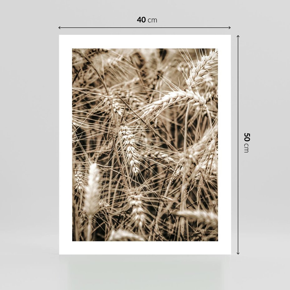 Plakat bez ramy 40x50 - Zbliżenie na Kłosy Zboża - zboża, kłosy zboża