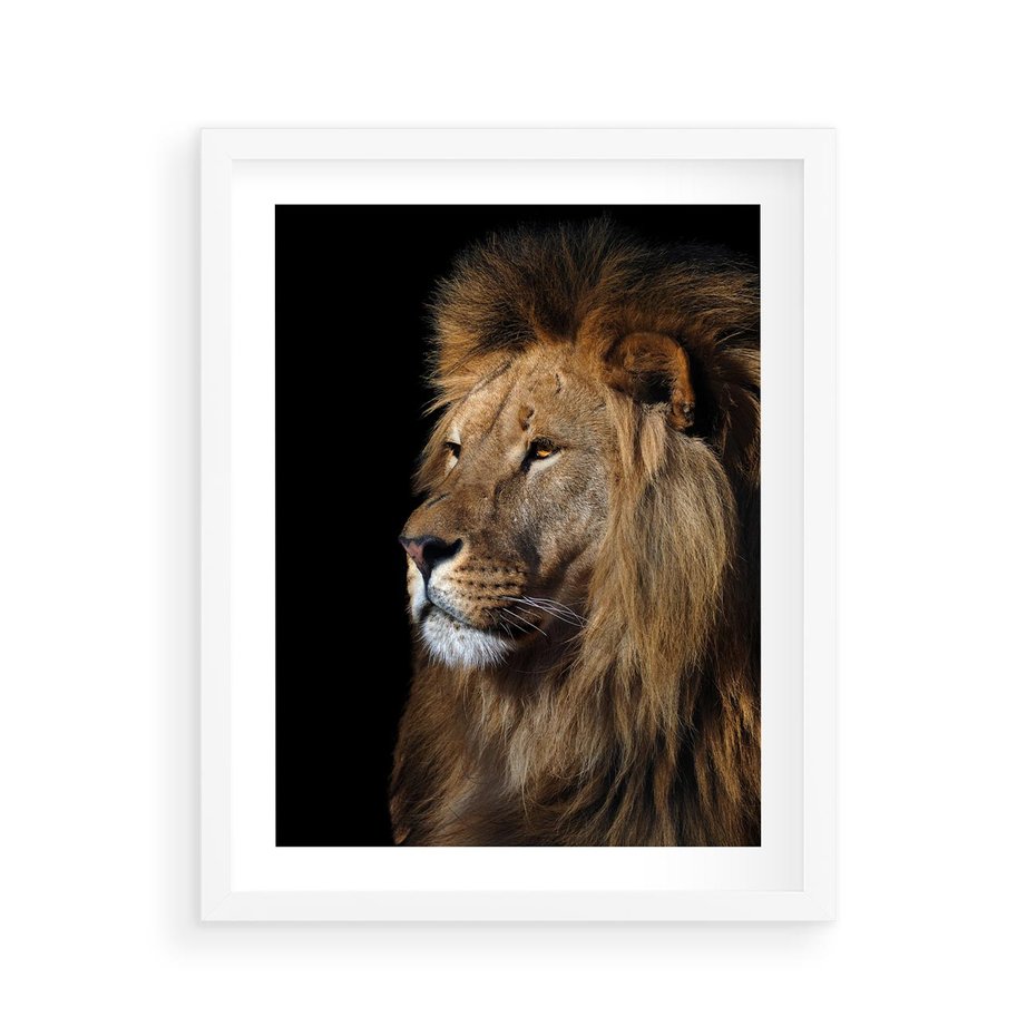 Plakat w ramie 40x50 - Władca Dzikiej Przyrody - lew, król - rama biała
