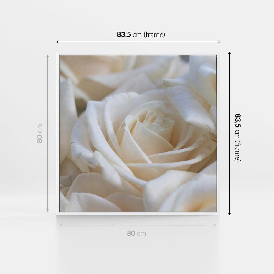 Obraz w ramie 80x80 - Białe róże piękności - białe, róże - rama biała