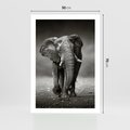 Plakat bez ramy 50x70 - Majestatyczny słoń Afryki - słoń, Afryka