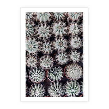 Plakat bez ramy 40x50 - Wzór Kaktusów - kaktusy w doniczkach, ujęcie z góry