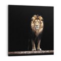 Obraz na płótnie 70x70 - Lew: dzikie piękno natury - lew, dzikie