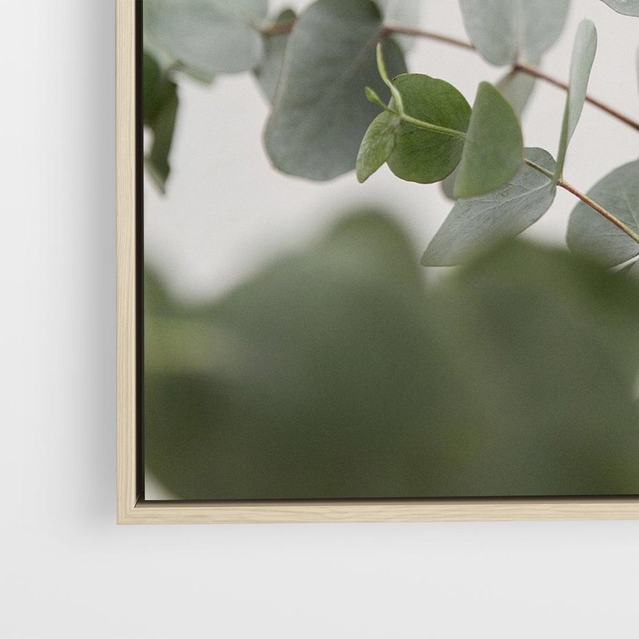Obraz w ramie 50x50 - Liście eukaliptusa w naturze - eukaliptus, liście - rama drewno