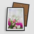 Plakat w ramie 50x70 - Tulipany w pełnym rozkwicie - tulipany, kwiaty - rama czarna
