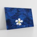Obraz na płótnie 70x50 - Kwiaty wodne delikatność natury - kwiat, woda