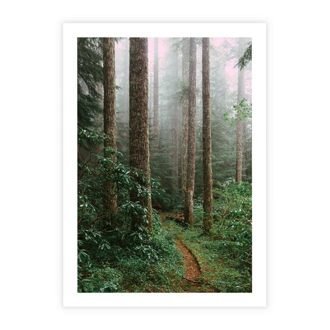 Plakat bez ramy 21x30 - Mgliste Marzenia - artystyczna fotografia, las