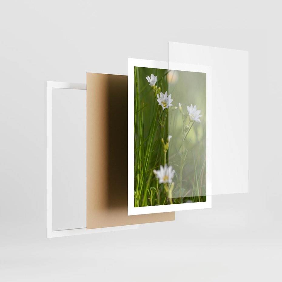 Plakat w ramie 50x70 - Kolorowa łąka - stokrotki, łąka - rama biała