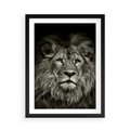 Plakat w ramie 50x70 - Moc lewego spojrzenia - lew, czarno - rama czarna