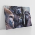 Obraz na płótnie 120x80 - Małpy w ich naturalnym środowisku - małpy, szympansy