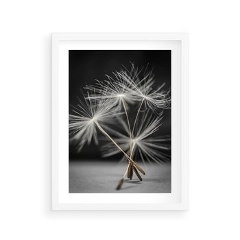 Plakat w ramie 40x50 - Delikatność dmuchawców zbliżenie - dmuchawce, zbliżenie - rama biała