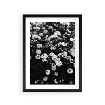 Plakat w ramie 30x40 - Białe Kwiaty na Kwitnącym Krzewie - białe kwiaty, kwitnący krzew - rama czarna