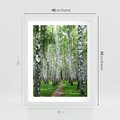 Plakat w ramie 40x50 - Magia lasu pełnego brzóz - las, brzozy - rama biała