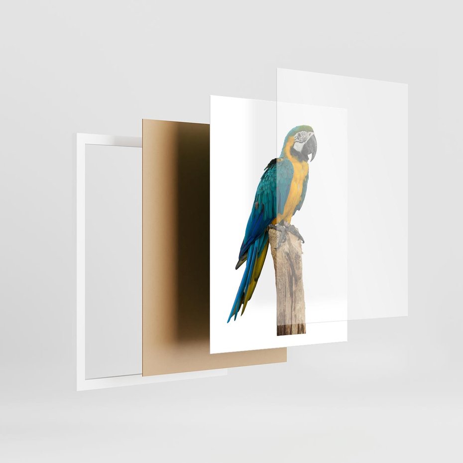 Plakat w ramie 50x70 - Kolorowa papuga w locie - papuga, ptak - rama biała