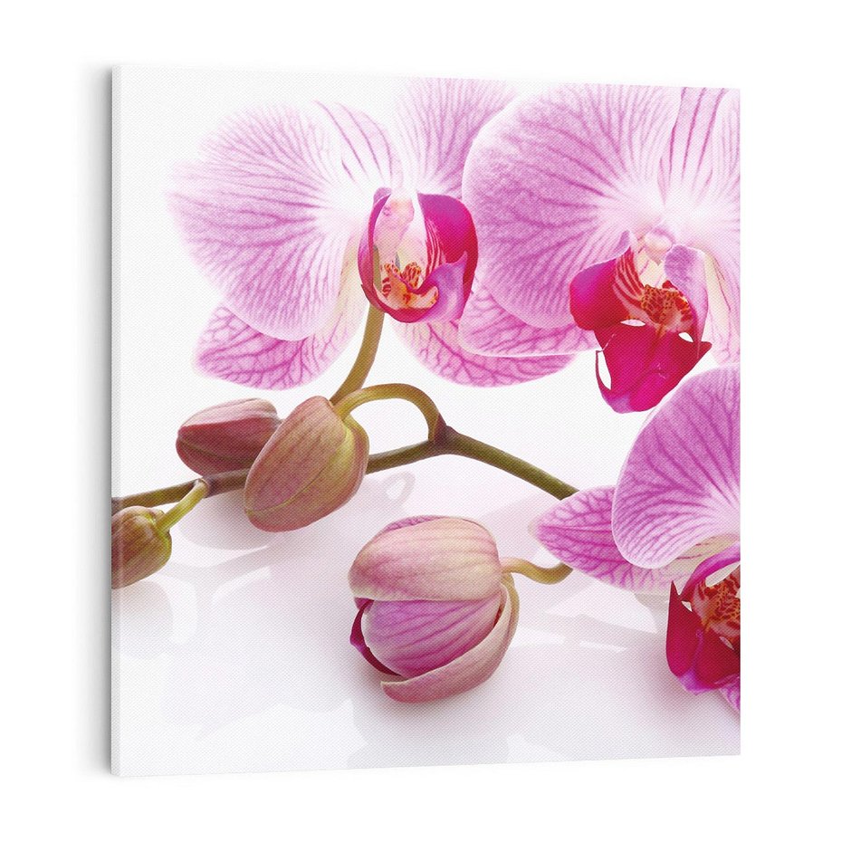 Obraz na płótnie 40x40 - Elegancka orchidea w pełnym rozkwicie - orchidea, kwiat