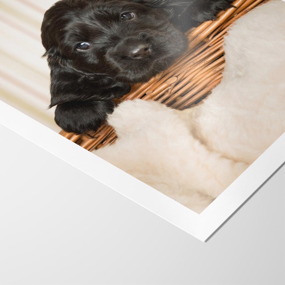 Plakat bez ramy 40x50 - Uroczy szczeniak w akcji - piesek, szczeniak