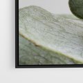 Obraz w ramie 70x50 - Eukaliptusowa zieleń - eukaliptus, zielone - rama czarna
