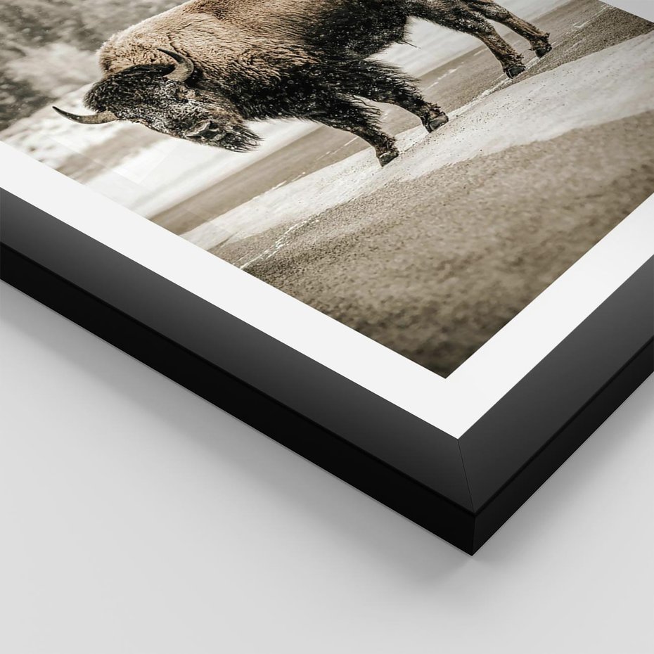 Plakat w ramie 30x40 - Spotkanie z Żubrem na Leśnej Drodze - żubr, las - rama czarna
