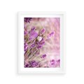 Plakat w ramie 30x40 - Majestat lawendy: fioletowe pola - lawenda, fiolet - rama biała