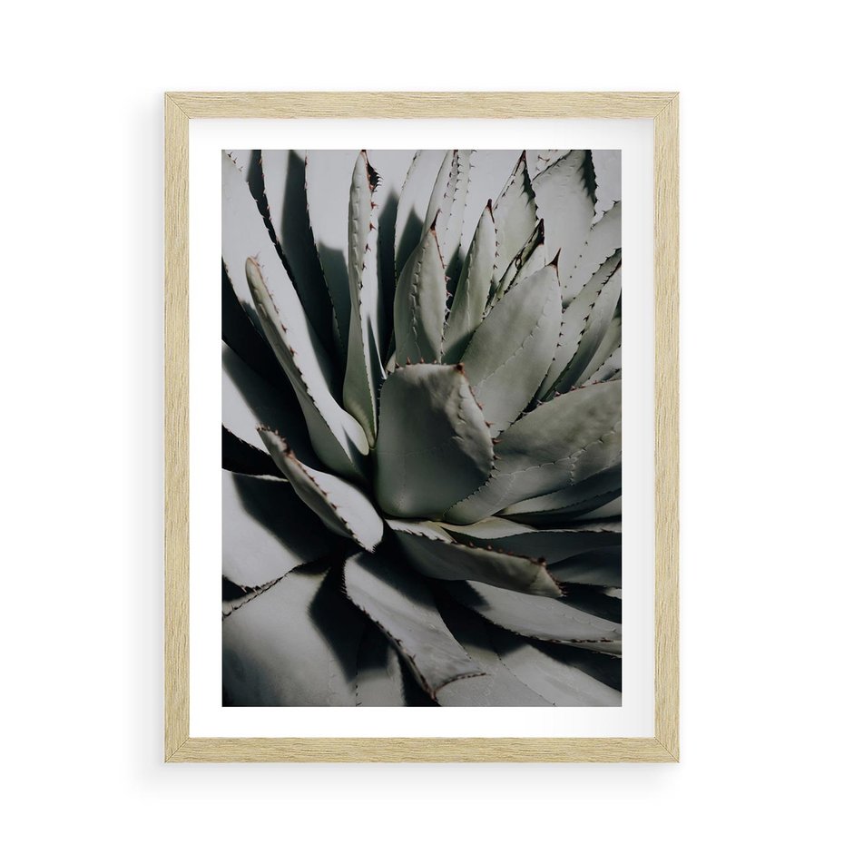 Plakat w ramie 50x70 - Sukulenty wśród kaktusów - sukulenty, kaktusy - rama drewno