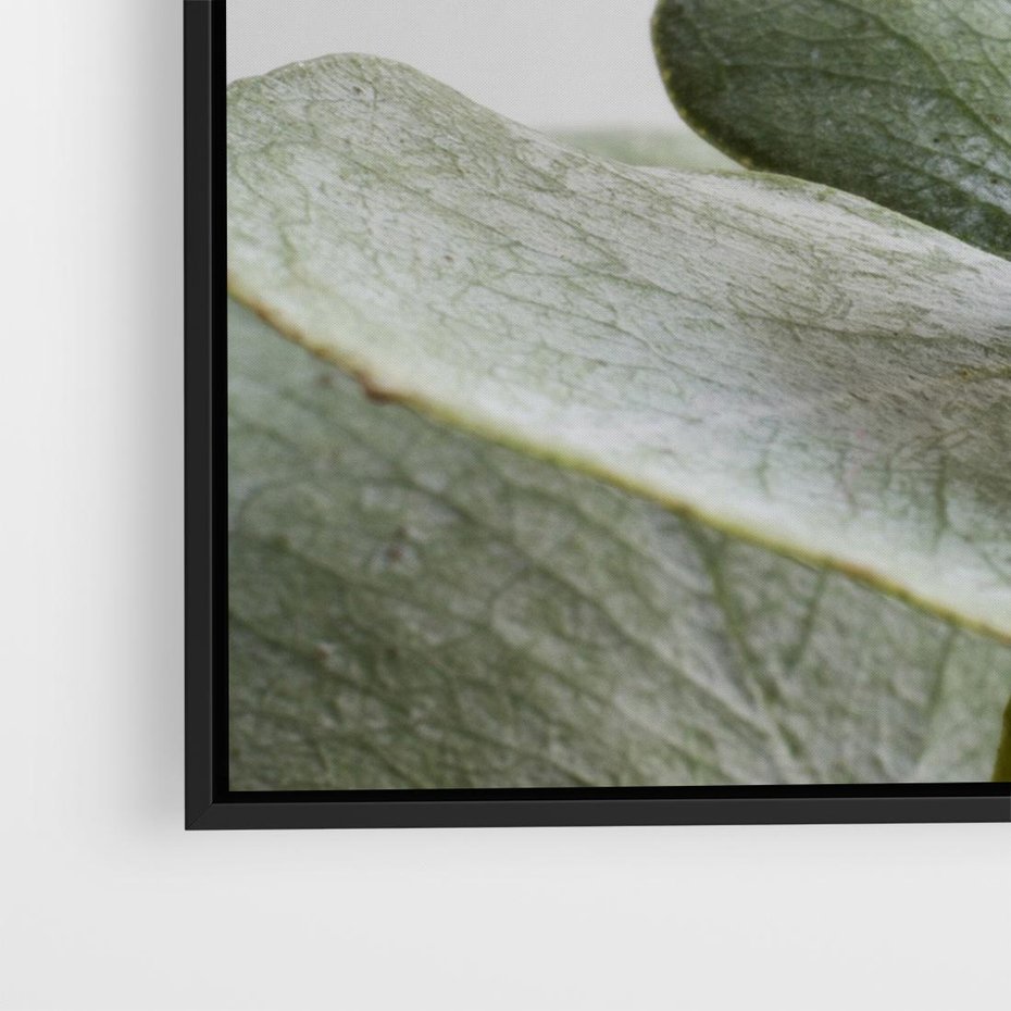 Obraz w ramie 50x50 - Eukaliptusowa zieleń - eukaliptus, zielone - rama czarna