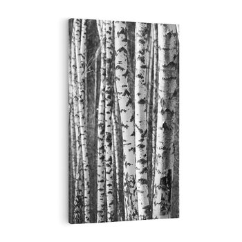 Obraz na płótnie 80x120 - Kontrast Monochromatyczny - brzozy, czarno