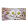 Obraz na płótnie 120x60 - Stokrotkowa Delikatność - stokrotka, kwiaty